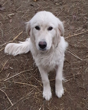 Golden Retriver szuka 1 éves - kép 2