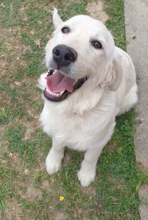 Golden Retriver szuka  1 éves