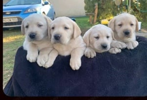 Labrador kiskutyák eladók 