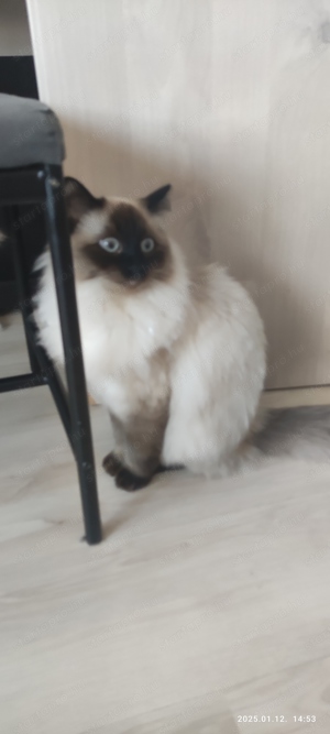 Ragdoll cica macska elado - kép 3