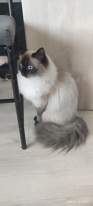 Ragdoll cica macska elado - kép 5