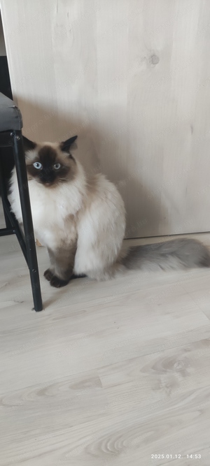 Ragdoll cica macska elado - kép 2