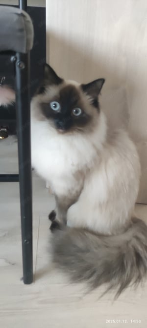 Ragdoll cica macska elado - kép 7