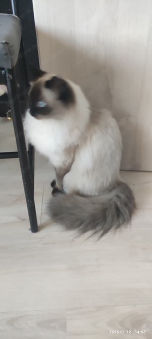 Ragdoll cica macska elado - kép 6