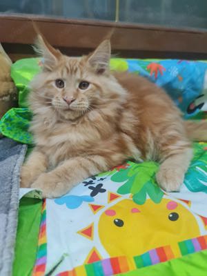 Maine coon cicák.