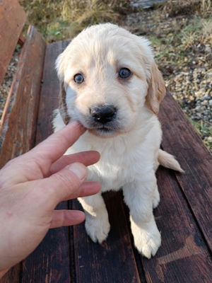 Labrador kiskutya  - kép 3