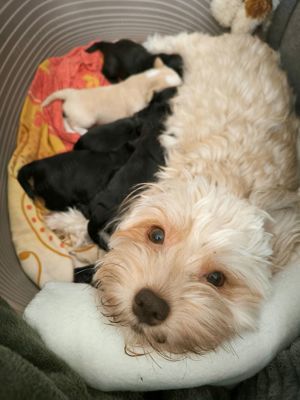 Bichon havanese kutya - kép 2