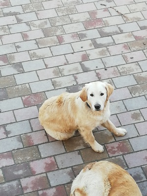 Fél éves Golden retriver költözne