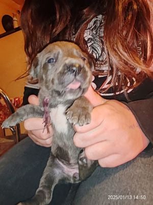 Cane corso babák előjegyezhetők,foglalhatók - kép 1