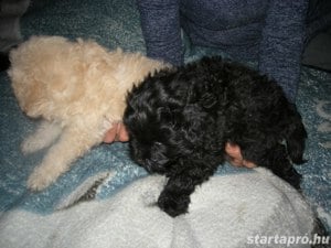 Tündéri Bison Havanese !.