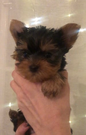 Yorkie kisfiú eladó !