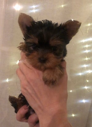 Yorkie kisfiú eladó ! - kép 2