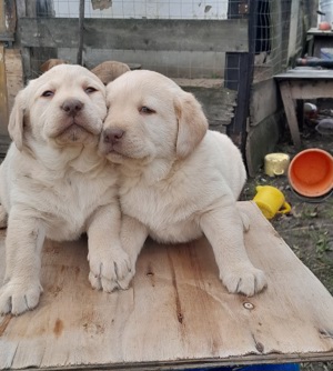 Zsemleszínű labrador kiskutyák eladók - kép 3