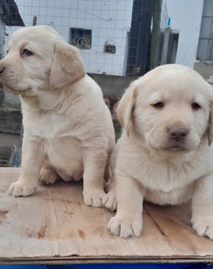 Zsemleszínű labrador kiskutyák eladók - kép 2