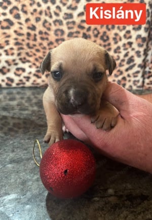 Eladó Amerikai staffordshire terrier kiskutyák - kép 6