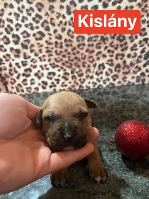 Eladó Amerikai staffordshire terrier kiskutyák - kép 8