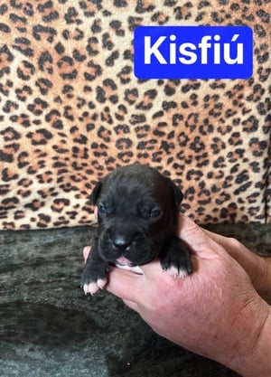 Eladó Amerikai staffordshire terrier kiskutyák - kép 11