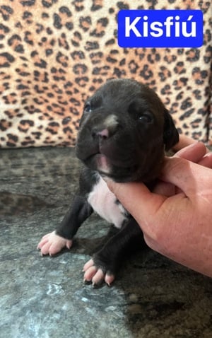 Eladó Amerikai staffordshire terrier kiskutyák - kép 10