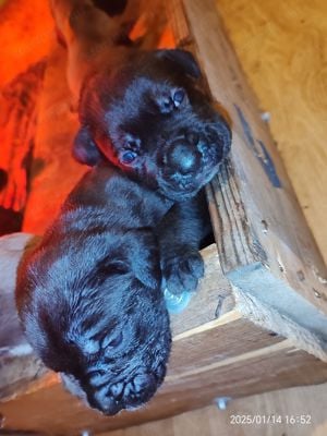 Cane corso babák előjegyezhetők,foglalhatók - kép 7