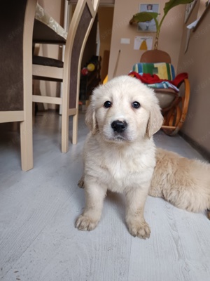 Golden retriever kiskutyák  - kép 3