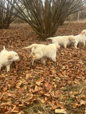 Eladó Golden Retriever kiskutyák! - kép 4