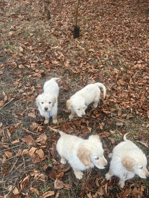 Eladó Golden Retriever kiskutyák! - kép 5