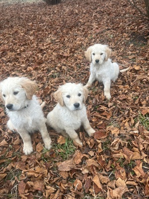 Eladó Golden Retriever kiskutyák! - kép 3