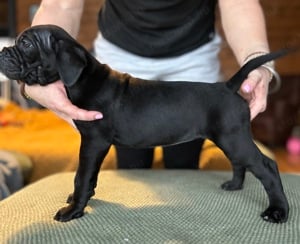 Cane Corso törzskönyves kuskutyák - kép 3