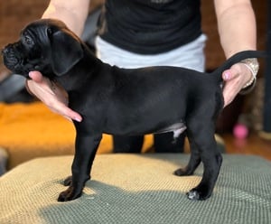 Cane Corso törzskönyves kuskutyák - kép 4