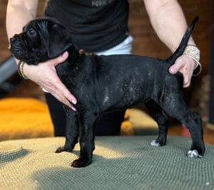 Cane Corso törzskönyves kuskutyák - kép 2