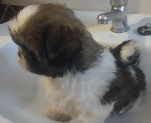 Shihtzu Kan kölyökkutya  - kép 2