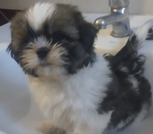 Shihtzu Kan kölyökkutya 