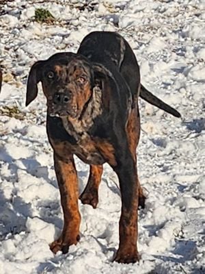 Catahoula - Louisiana leopárd kutya - kép 5