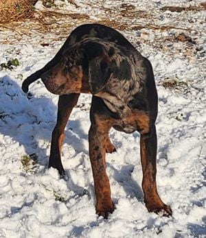 Catahoula - Louisiana leopárd kutya - kép 7