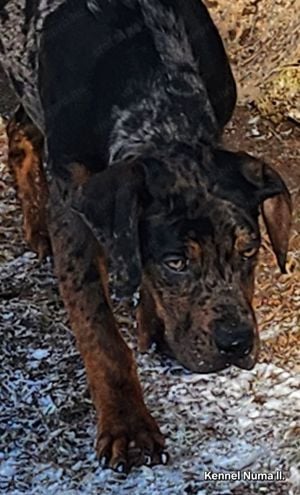 Catahoula - Louisiana leopárd kutya - kép 2