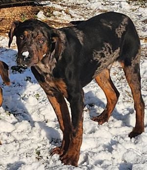 Catahoula - Louisiana leopárd kutya - kép 8