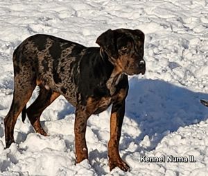 Catahoula - Louisiana leopárd kutya