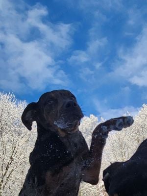 Catahoula - Louisiana leopárd kutya - kép 6