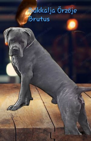 Cane Corso Fedezes vállalok!! - kép 2