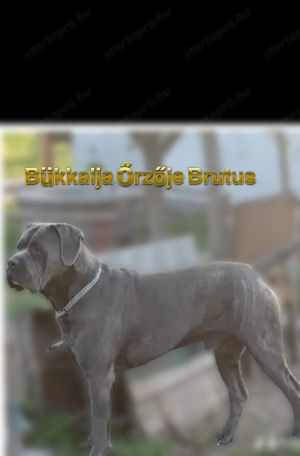 Cane Corso Fedezes vállalok!! - kép 3