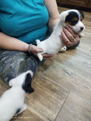 jack  russer terrier