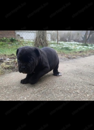 Cane Corso kölykök 