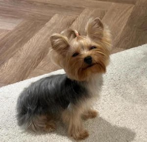 Yorkshire terrier kiskutyák eladok - kép 2