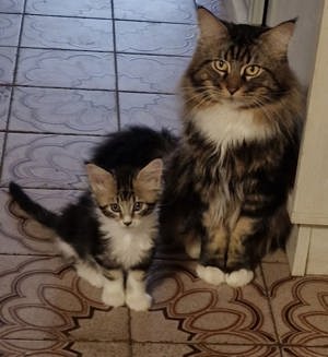 Maine Coon fajtajellegü kiscicák 