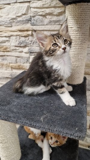 Maine Coon fajtajellegü kiscicák  - kép 2