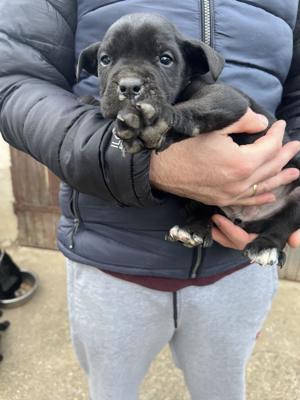 Cane Corso kölykök  - kép 2