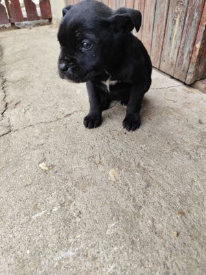 Cane Corso kölykök  - kép 4