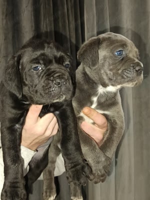 Cane corso kiskutyák foglalhatók  - kép 7