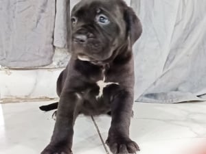 Cane corso kiskutyák foglalhatók  - kép 3