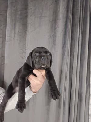 Cane corso kiskutyák foglalhatók  - kép 6